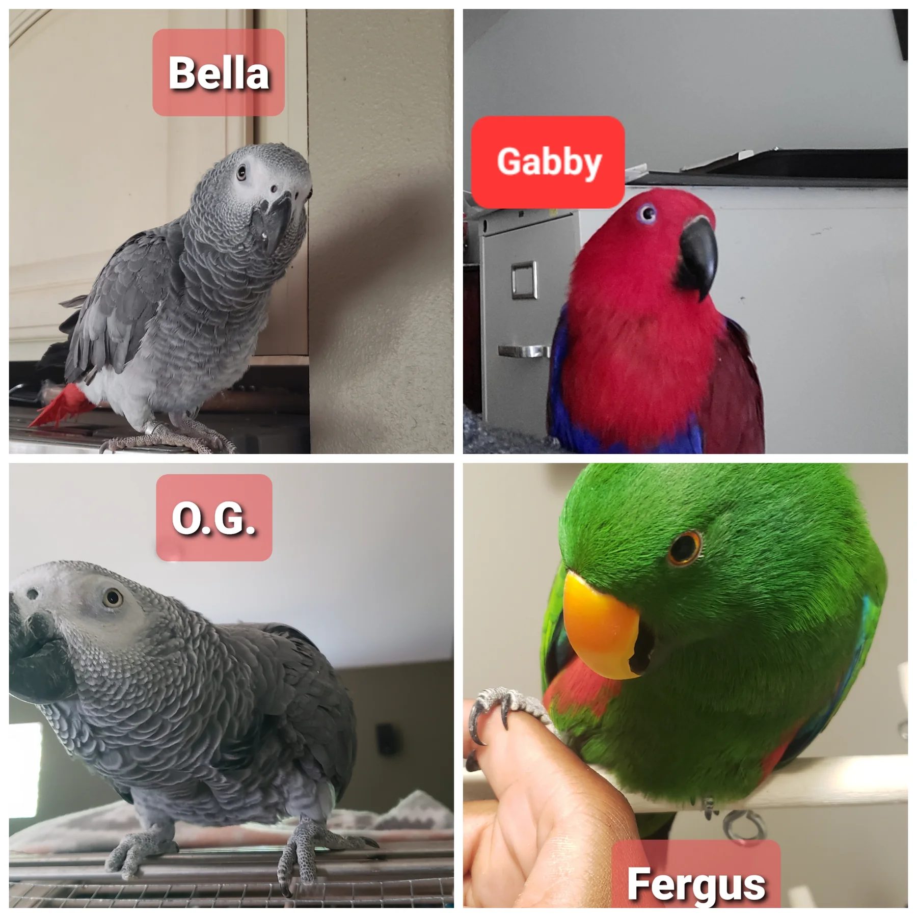 Devonte's birds